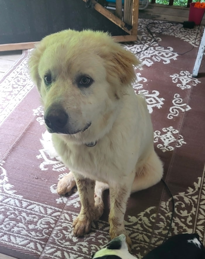 Missing Great Pyrenees 2 1000011938-1.jpg
