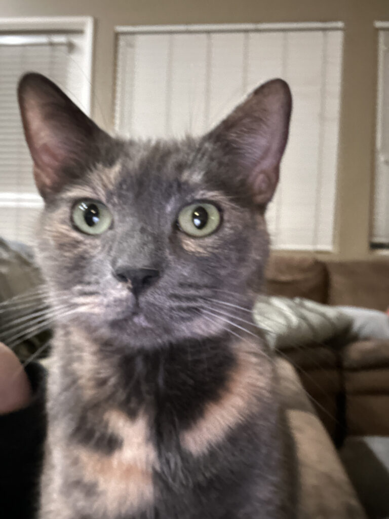 Jelly (Lost Cat) 4 70901081290__203C2959-A79F-4E50-8E02-F8C68F6C4964-1.jpeg