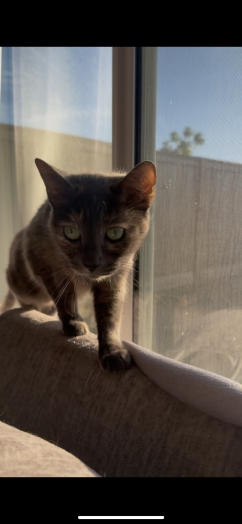 Jelly (Lost Cat) 2 IMG_3259-3.png
