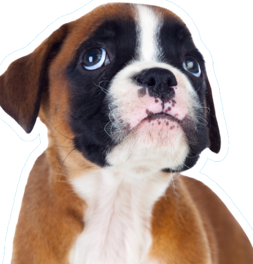 Boxer puppy looking up